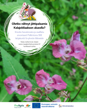 Jättipalsami_havannointikilpailu